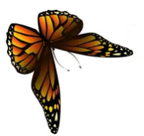 C:\Users\School\Desktop\РОЗРОБКИ\картинки\depositphotos_407380196-stock-illustration-flying-orange-butterflies-vector-illustration (1мпр)12.png